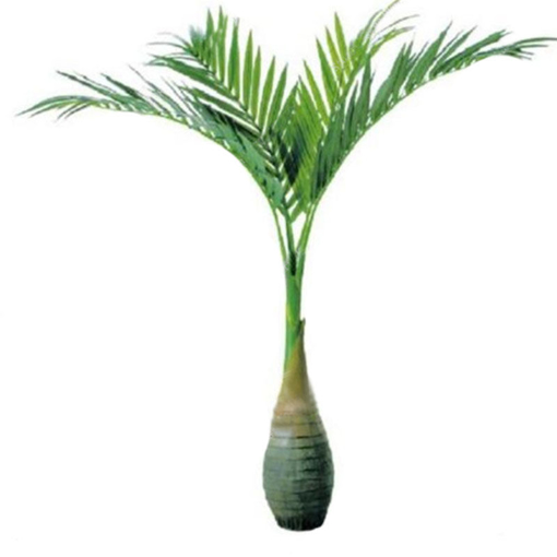 Picture of Egrow 20 Pcs Exotic Bottle Palm Seeds Bonsai Tropical Ornamental Tree Plant Seeds Garden Planting