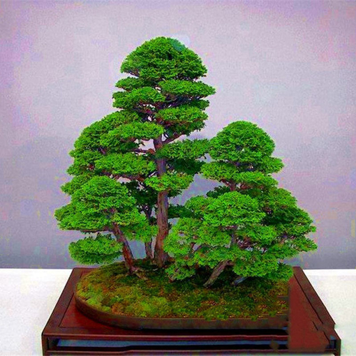 Picture of Egrow 20PCS/Bag Juniper Bonsai Tree Seeds Garden Potted Flowers Office Bonsai Purify the Air Absorb Harmful Gases