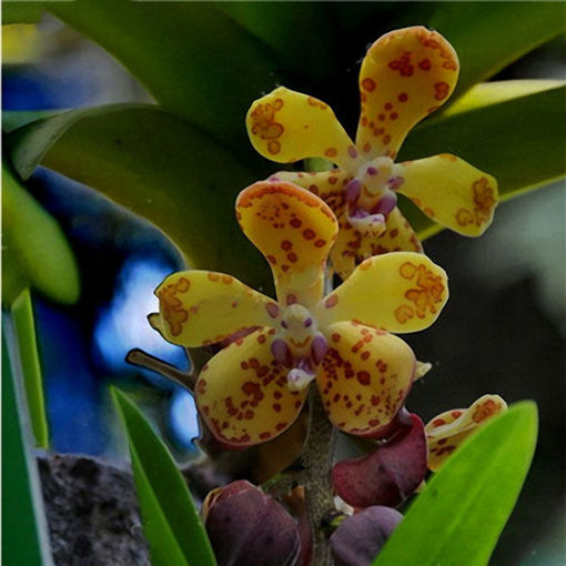 Immagine di Egrow 200pcs/Bag Rare Orchid Bonsai Plant Seeds Natural Growth Flower Seeds for Home Garden