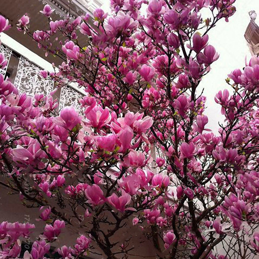 Picture of Egrow 10Pcs/Pack Magnolia Seeds Garden Light Fragrant Tree Seeds Ornamental Plants
