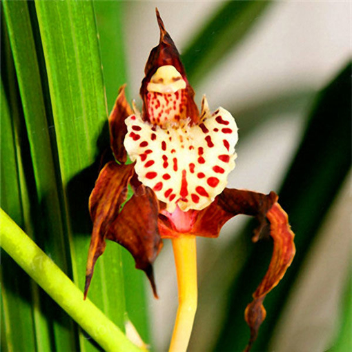 Immagine di Egrow 200pcs/Bag Rare Orchid Seeds Bonsai Plant Seeds Natural Growth Flower Seeds for Home Garden
