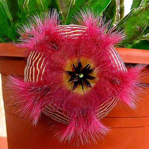 Immagine di Egrow 100Pcs/Pack Stapelia Pulchella Seeds Colorful Cactus Lithops Bonsai Garden Courtyard Plants