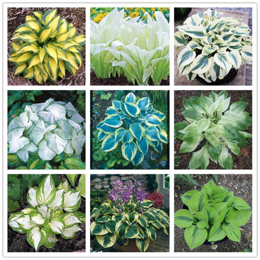 Picture of Egrow 100Pcs Plantain Lily Flower Seeds Green Yellow Hosta Plants Seeds Garden Perennial Plant