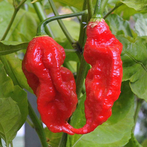Picture of Egrow 200Pcs Indian Ghost Pepper Seeds Chili Seeds Vegetable Rare Red Carolina Pepper Seeds