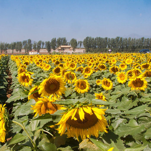 Immagine di Egrow 30Pcs/Pack Giant Sunflower Seeds Home Garden Planting Ornamental Plants