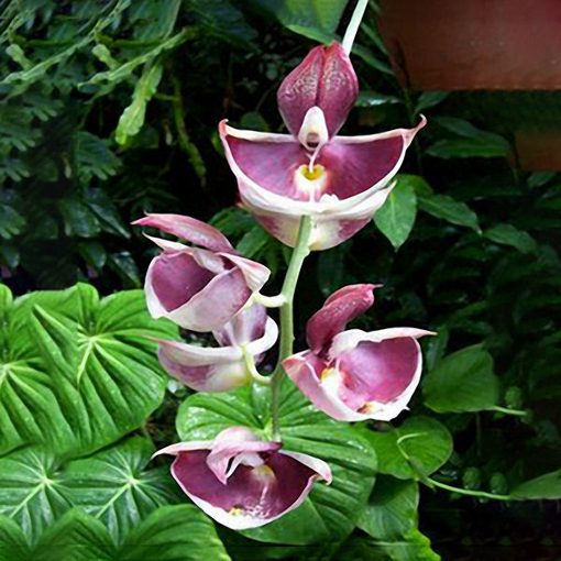 Immagine di Egrow 100pcs/Bag Paphiopedilum Orchid Seeds Orchid Bonsai Plants Flowers Seeds for Home Garden Plant