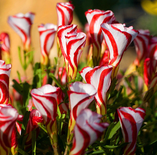 Picture of Egrow 100pcs/Bag Oxalis Versicolor Candy Cane Sorrel Seeds Rare Flowers Seeds for Home Garden Plants