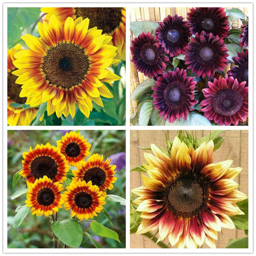Picture of Egrow 40Pcs/Pack Dwarf Sunflower Seeds Rare Indoor Flower Seeds Organic Plants