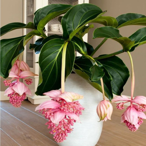 Picture of Egrow 100Pcs/Pack Medinilla Magnifica Flower Seeds Beautiful Bonsai Plants For Home Garden Decor
