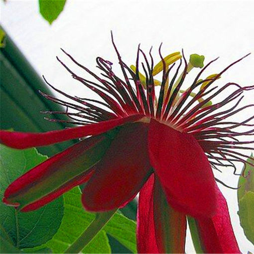 Picture of Egrow 100Pcs/Pack Passiflora Seeds Flower Flores Vine Fruit Passiflora Bonsai Plant Plantas DIY Home Garden