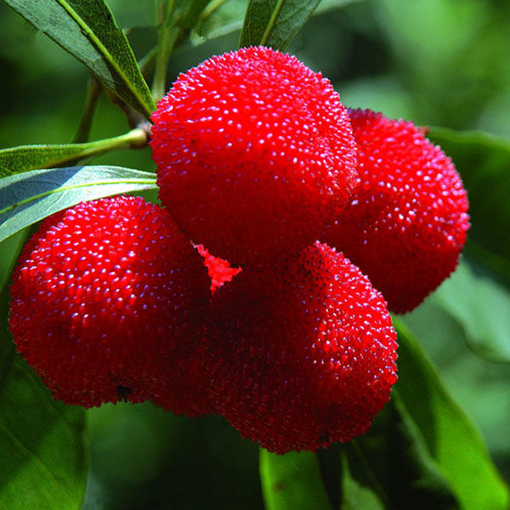 Immagine di Egrow 10Pcs/Pack Arbutus Seeds Delicious Sweet Sour Chinese Fruit Seeds Farm Garden Plants Tree Seed