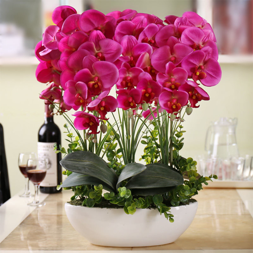 Picture of Egrow 100Pcs Phalaenopsis Seeds Living Room Decoration Flowers Potted Plant Seed Home Garden