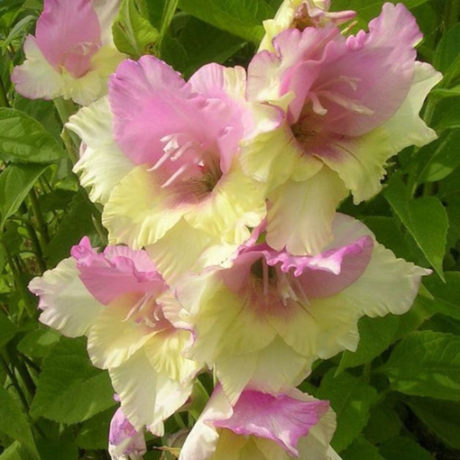 Immagine di Egrow 100 PCS Gladiolus Flower Seeds Rare Sword Lily Flowers Courtyard Garden Potted Plant