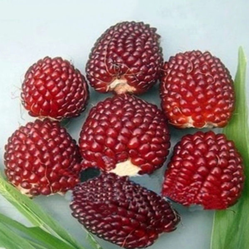 Immagine di Egrow 500Pcs/Pack Jackfruit Strawberry Seeds Garden Plants Fruit Seeds