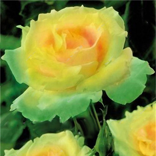 Picture of Egrow 100 Pcs Garden Rose Seeds Flower Bonsai Perennial Plants Seed Colorful Decoration Flower