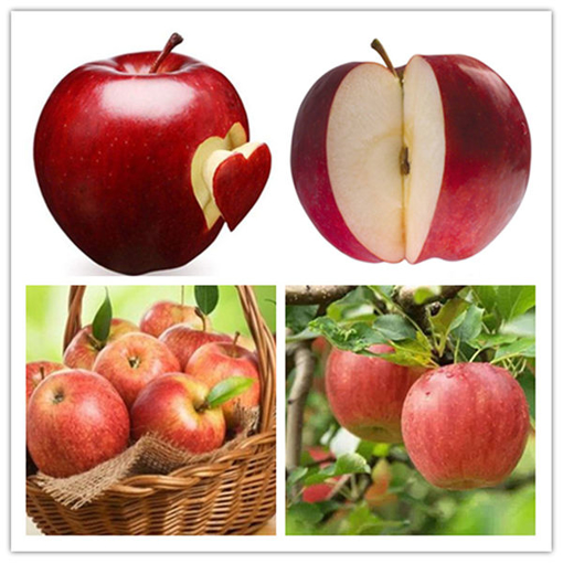 Picture of Egrow 100 Pcs/Pack Apple Tree Seeds Garden and Home Potted Fruit Red Apple Seed Bonsai Plants