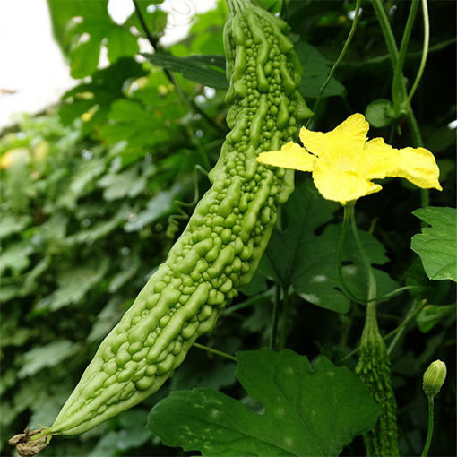 Picture of Egrow 20pcs/Bag Bitter Melon Seeds Long Balsam Pear Seeds Summer Terrace Potted Vegetables Seeds