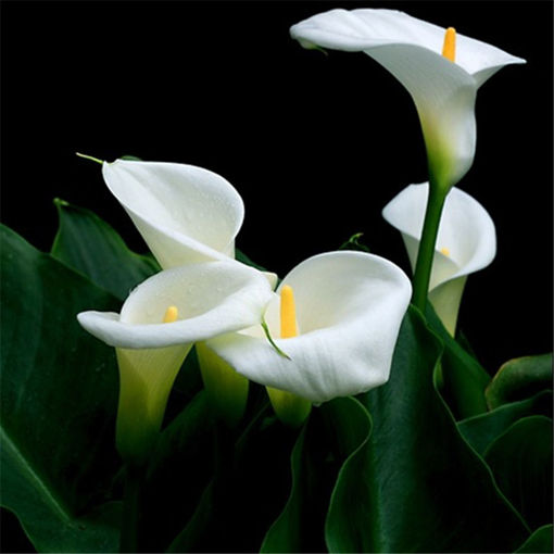 Picture of Egrow 10Pcs/Pack Zantedeschia Seeds Herbs Plant Heart Rotation Shape Home Office Potted Plants