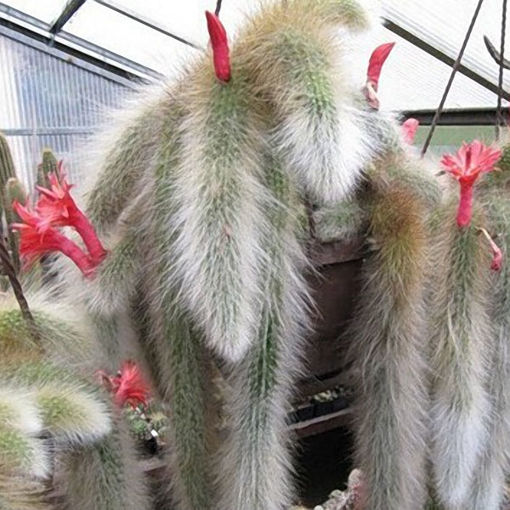 Picture of Egrow 20Pcs/Bag Succulent Plant Seeds Limited Sementes Cactus Hildewintera Colademononis Plants Seed