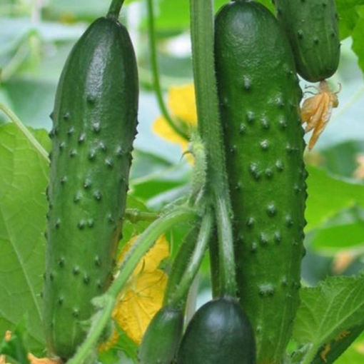 Picture of Egrow 20 Pcs/Pack Cucumber Seeds Crisp Vegetable Fruit Seed for Home Garden Greenhouse Planting