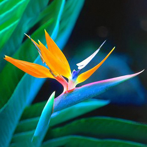 Picture of Egrow 100PCS Strelitzia Bonsai Seeds Bird of Paradise Flowers Seed Mix Color ForGarden Planting