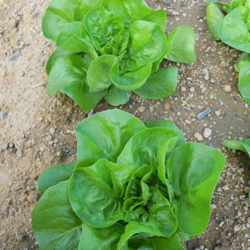 Picture of Egrow 40Pcs/Bag Italian Lettuce Seeds Green Healthy Vegetable Seeds Four Seasons Super Easy to Grow