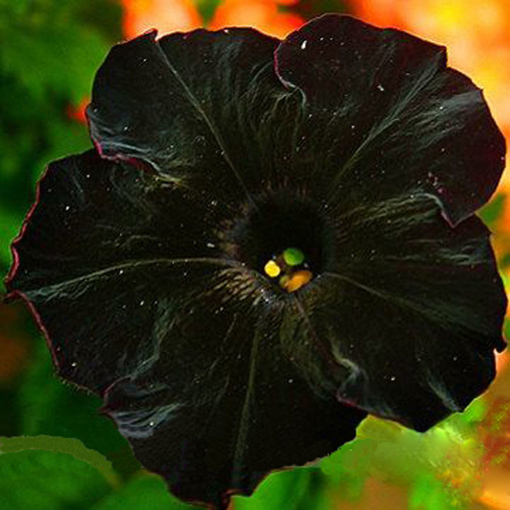 Picture of Egrow 100Pcs Black Petunia Seeds Rare Bonsai Flower Seeds Annual Bonsai Petunia
