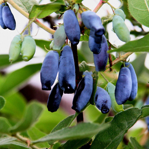 Immagine di Egrow 200Pcs/Pack Lonicera Caerulea Fruit Seeds Home Garden Plants Honeyberry Blueberry Seeds