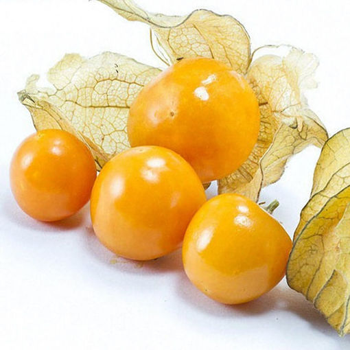 Picture of Egrow 20Pcs/pack Physalis Seeds Garden Fruit Flower Latern Golden Berry Tree Seeds