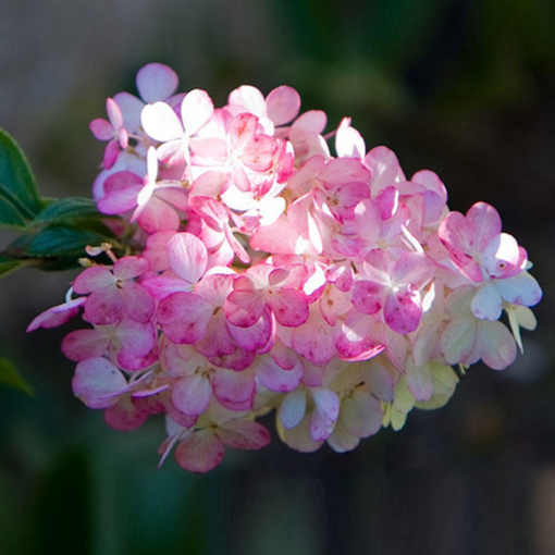Immagine di Egrow 50Pcs Vanilla Strawberry Hydrangea Flower Seeds Planting Flower Bonsai Tree Seeds