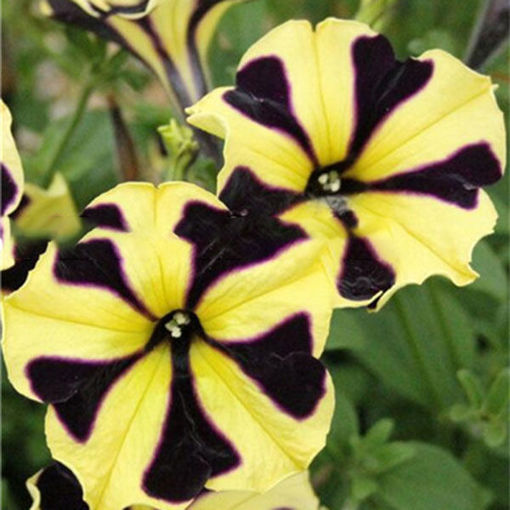 Immagine di Egrow 100Pcs/Pack Petunia Bonsai Seeds Four Seasons Can Be Planted Perennial Flowers Planting Indoor Outdoor Bonsai Potted Plant