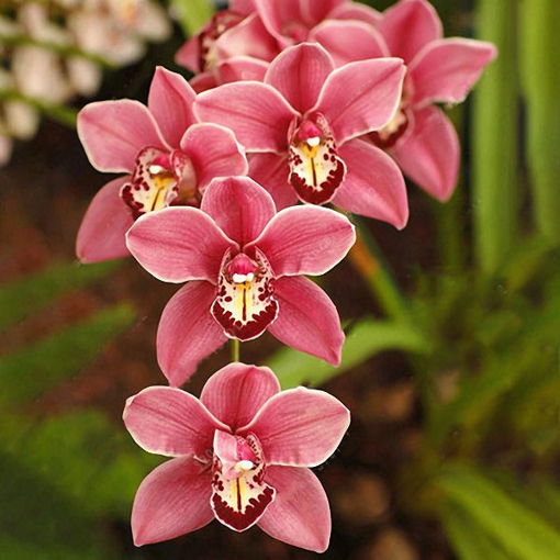 Picture of Egrow 100Pcs/Bag Cymbidium Orchid Seeds Silk Butterfly Orchid Plants Flower Wedding Decoration Seeds