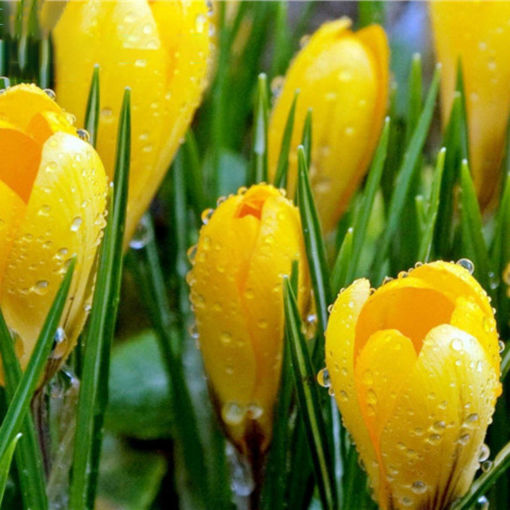 Picture of Egrow 50Pcs/Bag Tulip Seeds Rare Bonsai Flower Seeds Tulips Potted Perennial Bonsai Plants Seeds