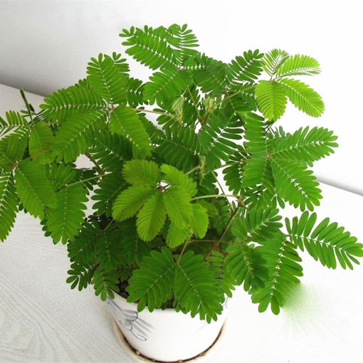 Picture of Egrow 30Pcs/Pack Mimosa Seeds Garden Courtyard Bashful Grass Sensitive Potted Plants